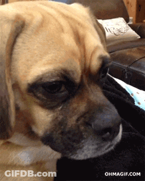 A Close Up Of A Dog 'S Face With The Website Ohmagif.com Visible In The Corner GIF