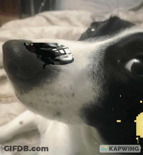 A Close Up Of A Dog 'S Face With The Word Kapwing In The Upper Right Corner GIF
