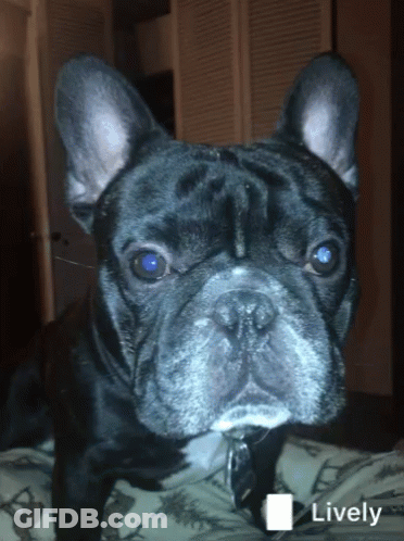 A Close Up Of A Dog 'S Face With The Word Lively In The Upper Right Corner GIF
