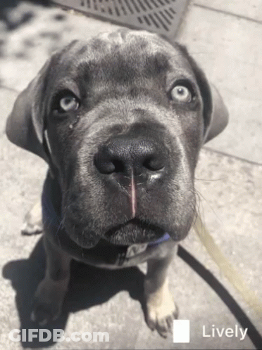 A Close Up Of A Dog 'S Face With The Word Lively In The Upper Right Corner GIF