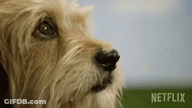 Dog's Close Up Face With Netflix Text GIF