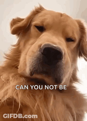 A Close Up Of A Dog 'S Face With The Words `` Can You Not Be '' Written On It . GIF