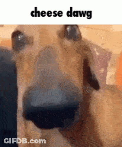 A Close Up Of A Dog 'S Face With The Words `` Cheese Dawg '' Above It . GIF