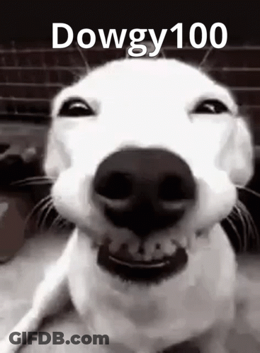 A Close Up Of A Dog 'S Face With The Words `` Dowgy100 '' Written On It . GIF