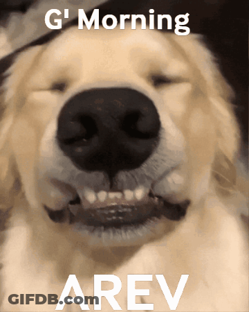 A Close Up Of A Dog 'S Face With The Words " G Morning Arev " Below It GIF