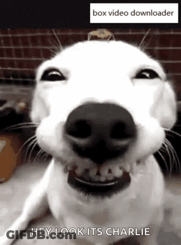 A Close Up Of A Dog 'S Face With The Words Hey Look Its Charlie Written Below It . GIF