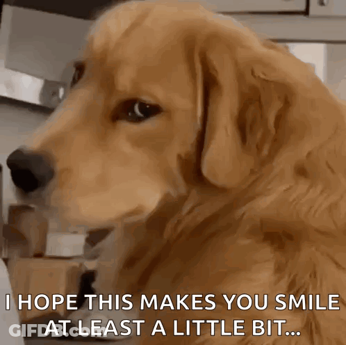A Close Up Of A Dog 'S Face With The Words I Hope This Makes You Smile At Least A Little Bit GIF