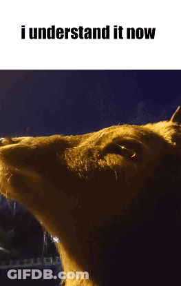 A Close Up Of A Dog 'S Face With The Words I Understand It Now Below It GIF