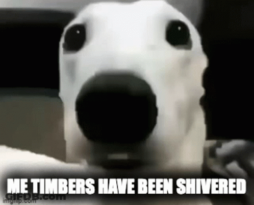 A Close Up Of A Dog 'S Face With The Words `` Me Timbers Have Been Shivered '' . GIF
