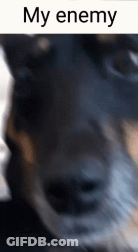A Close Up Of A Dog 'S Face With The Words My Enemy Written Above It GIF