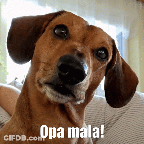 A Close Up Of A Dog 'S Face With The Words Opa Mala Below It GIF