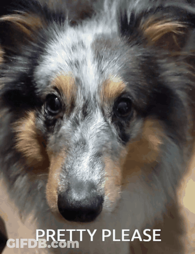 A Close Up Of A Dog 'S Face With The Words Pretty Please Below It GIF