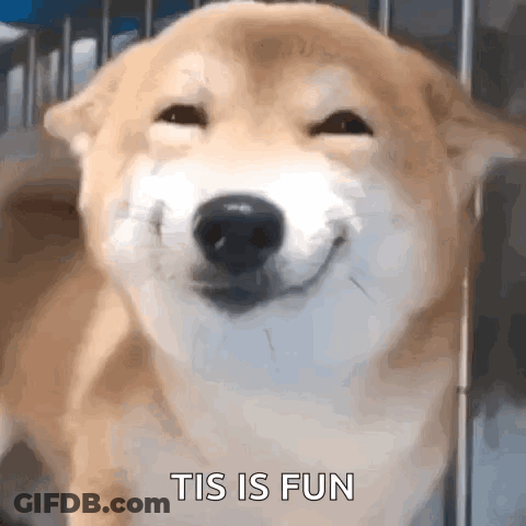A Close Up Of A Dog 'S Face With The Words `` Tis Is Fun '' Written Below It . GIF