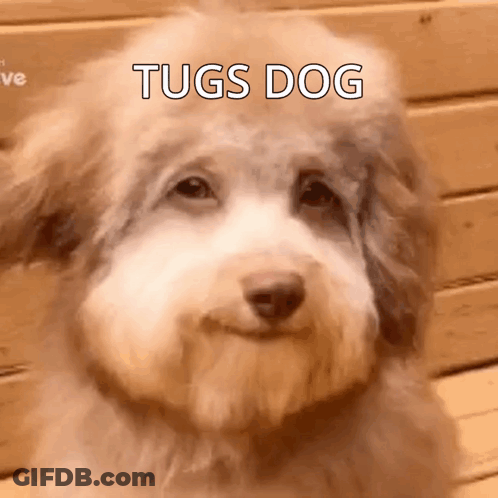 A Close Up Of A Dog 'S Face With The Words Tugs Dog Written On It . GIF
