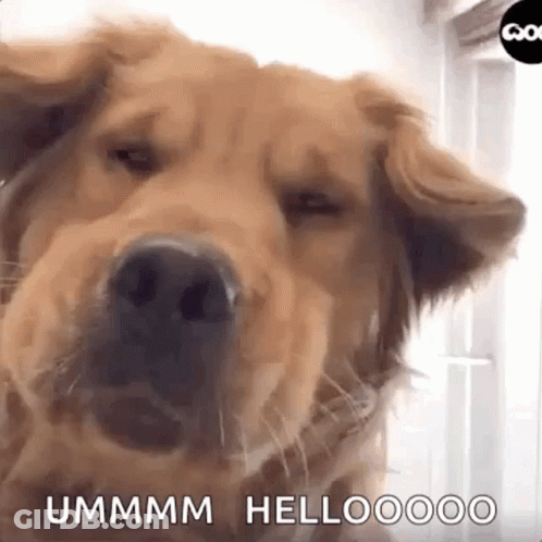 A Close Up Of A Dog 'S Face With The Words `` Ummm Hellooooo '' Written In The Corner . GIF