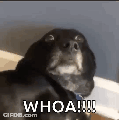 A Close Up Of A Dog 'S Face With The Words `` Whoa !!! '' Written Next To It . GIF