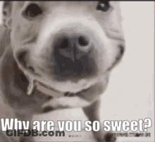 A Close Up Of A Dog 'S Face With The Words `` Why Are You So Sweet ? '' Written On It . GIF
