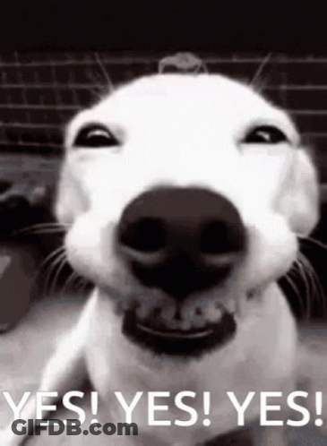 A Close Up Of A Dog 'S Face With The Words Yes Yes Yes GIF