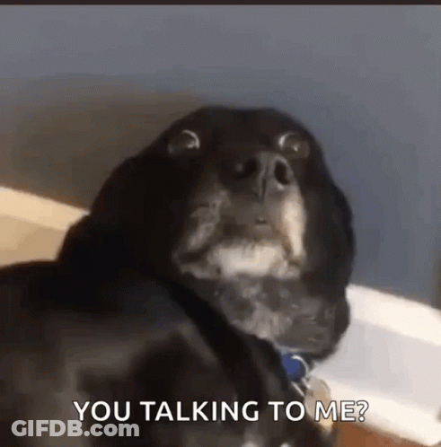 A Close Up Of A Dog 'S Face With The Words " You Talking To Me " Written Below It GIF