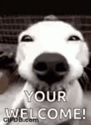 A Close Up Of A Dog 'S Face With The Words `` Your Welcome '' Written On It . GIF