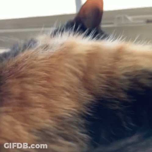 A Close Up Of A Dog 'S Fur With A Window In The Background . GIF
