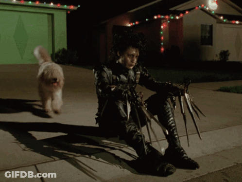 A Close Up Of A Dog 'S Hair Being Cut With Scissors GIF