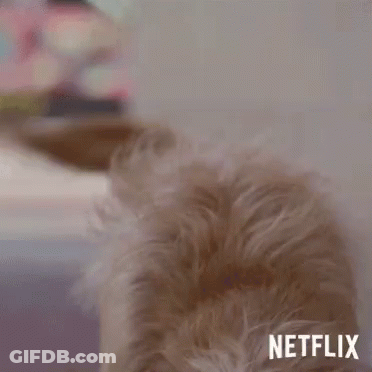 Dog Head Close Up With Netflix Text GIF