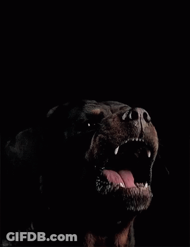 A Close Up Of A Dog 'S Mouth Open In The Dark GIF