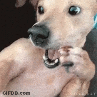 A Close Up Of A Dog 'S Mouth With A Ring In It GIF