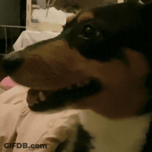 A Close Up Of A Dog 'S Mouth With Its Mouth Open GIF