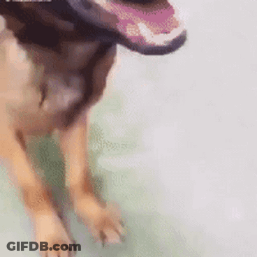 A Close Up Of A Dog 'S Mouth With Its Tongue Hanging Out GIF