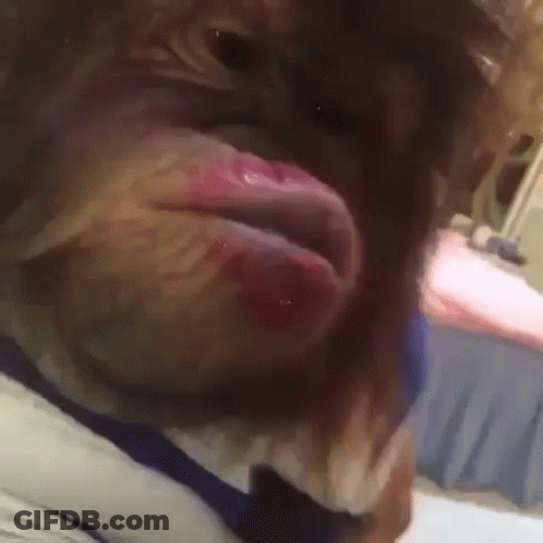 A Close Up Of A Dog 'S Mouth With Its Tongue Out . GIF