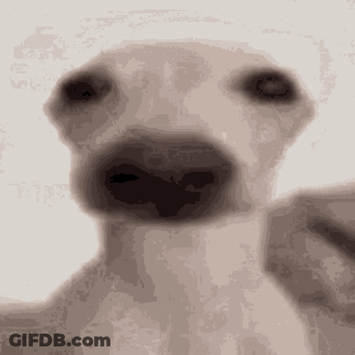 A Close Up Of A Dog 'S Nose Against A White Backdrop GIF