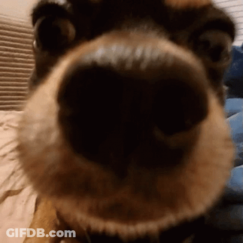 A Close Up Of A Dog 'S Nose And Mouth GIF