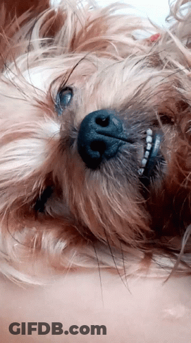 A Close Up Of A Dog 'S Nose And Mouth GIF
