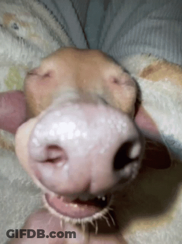 A Close Up Of A Dog 'S Nose And Mouth GIF
