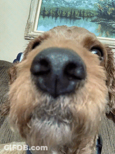 A Close Up Of A Dog 'S Nose In Front Of A Framed Picture GIF