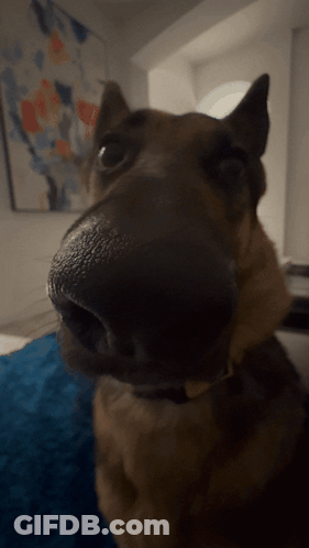 A Close Up Of A Dog 'S Nose In Front Of A Painting GIF