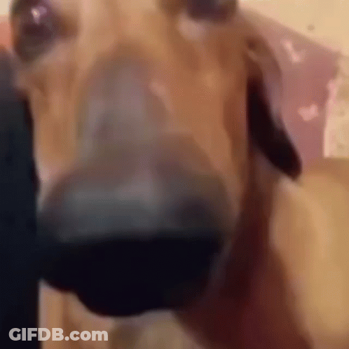 A Close Up Of A Dog 'S Nose Looking At The Camera With A Blurry Background . GIF
