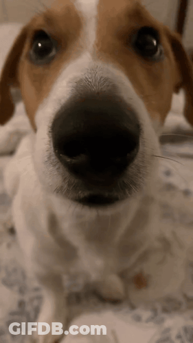 A Close Up Of A Dog 'S Nose Looking Up At The Camera GIF