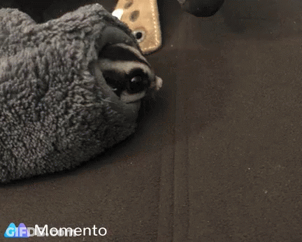 Dog Nose Close Up With Memento Logo GIF
