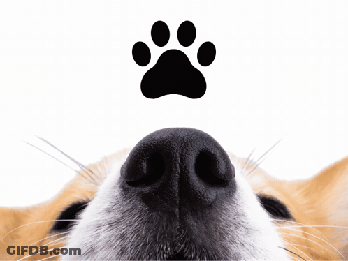 A Close Up Of A Dog 'S Nose With A Paw Print Above GIF