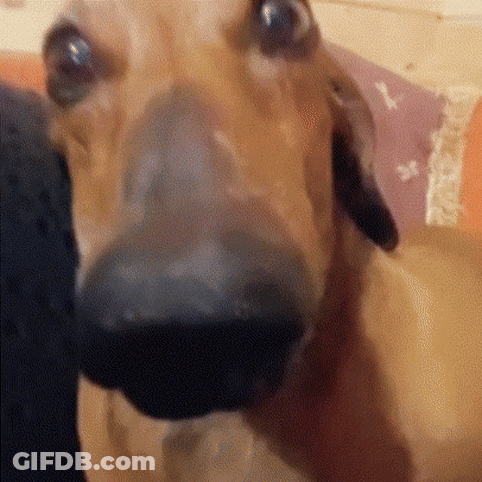 A Close Up Of A Dog 'S Nose With A Person 'S Hand Behind It . GIF