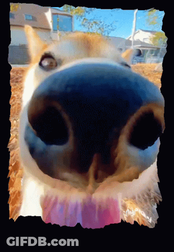 A Close Up Of A Dog 'S Nose With A Pink Sticker That Says ' Yummy ' On It GIF