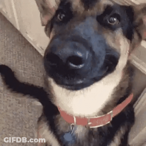 A Close Up Of A Dog 'S Nose With A Red Collar On . GIF