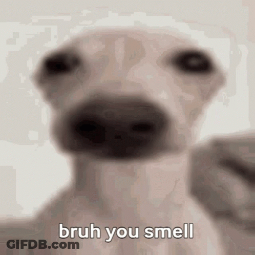 A Close Up Of A Dog 'S Nose With The Words Bruh You Smell Written On It . GIF