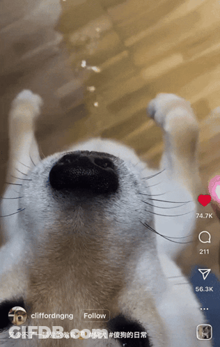 A Close Up Of A Dog 'S Nose With The Words Follow At The Top GIF