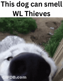 A Close Up Of A Dog 'S Nose With The Words `` This Dog Can Smell Wl Thieves '' Written Above It . GIF