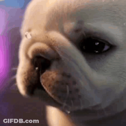 A Close Up Of A Dog 'S Nose With Water Dripping From It 'S Nose . GIF