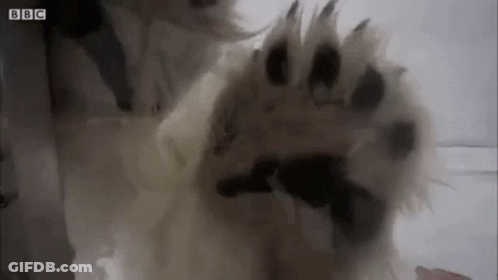 A Close Up Of A Dog 'S Paw With A Gun In It 'S Mouth . GIF